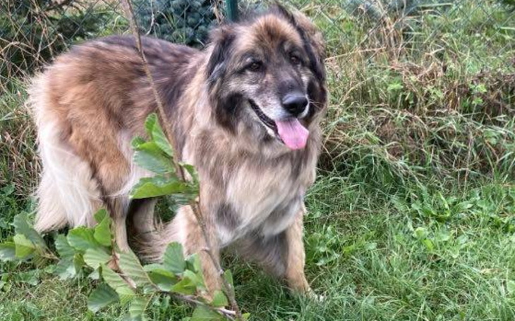 Zbiórka Hotelik dla Leona - zdjęcie główne