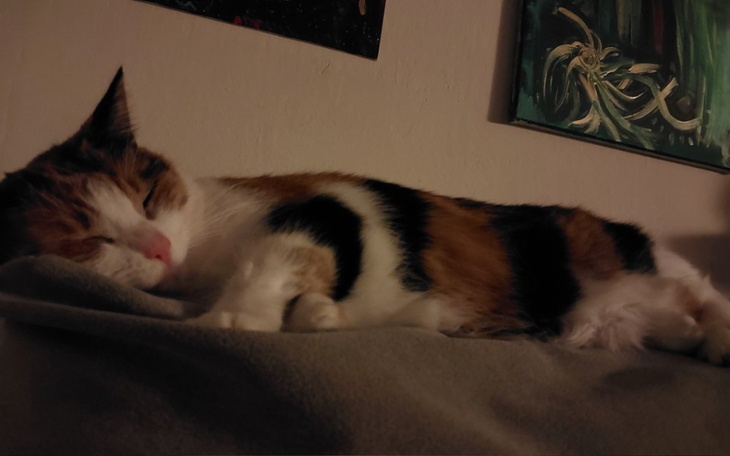 Zbiórka Operacja kotki Toli - zdjęcie główne