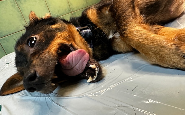 Zbiórka 2 kastracje na cito - zdjęcie główne