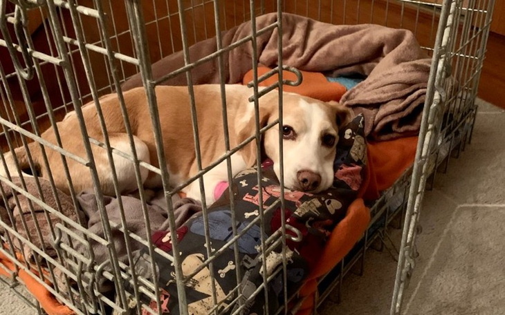 Zbiórka Życie bez bólu- Mika Beagle - zdjęcie główne