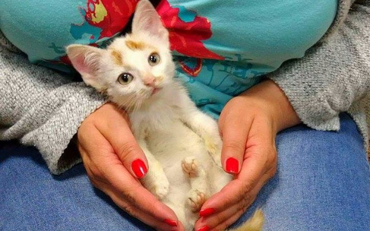 Zbiórka Maluszek wyrzucony jak śmieć... - zdjęcie główne