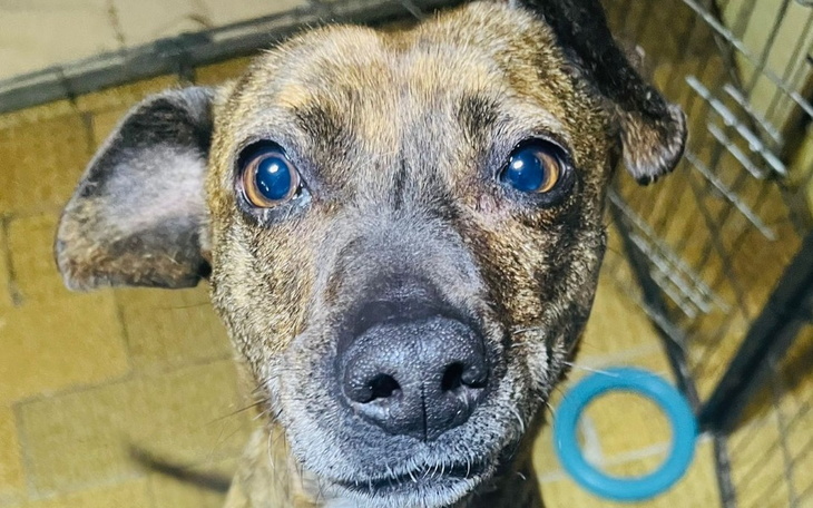 Zbiórka Leczenie i sterylizacji Gaji - zdjęcie główne