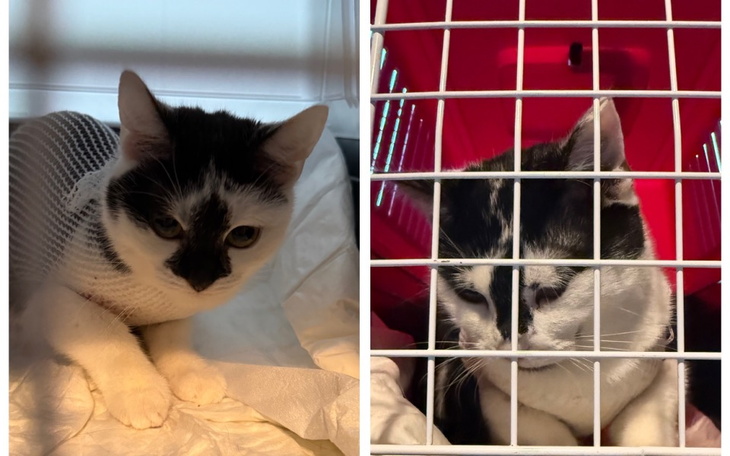 Kot w transporterze, wygląda na nieco zaniepokojonego.