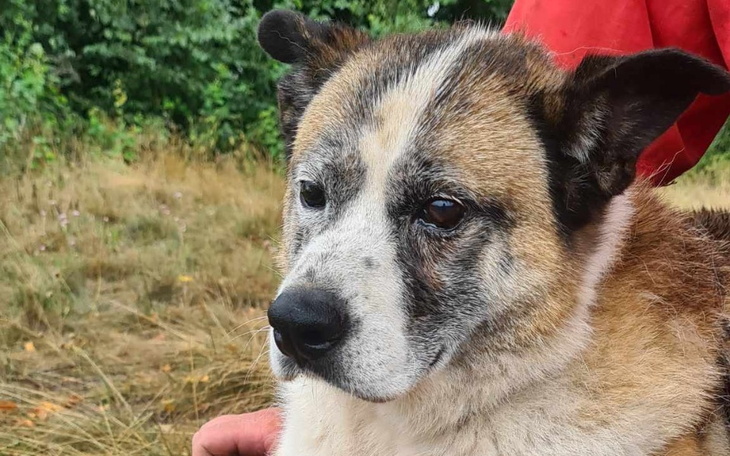 Zbiórka Próbujemy przetrwać.. - zdjęcie główne