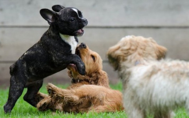 Zbiórka Środki dla schroniska - zdjęcie główne