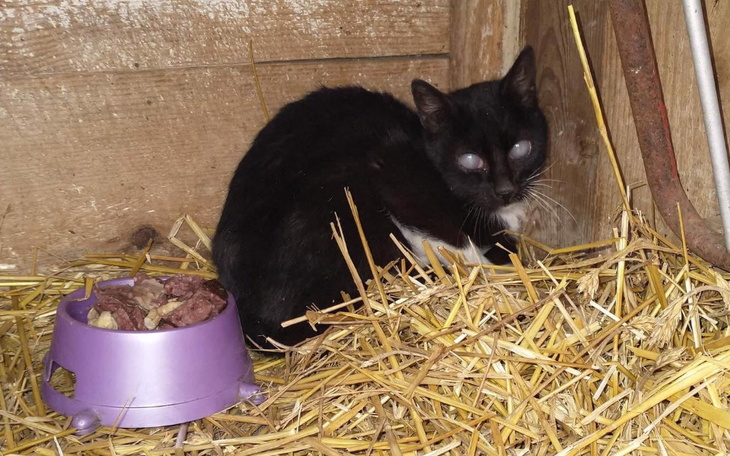 Zbiórka Niewidoma Lili prosi o pomoc - zdjęcie główne