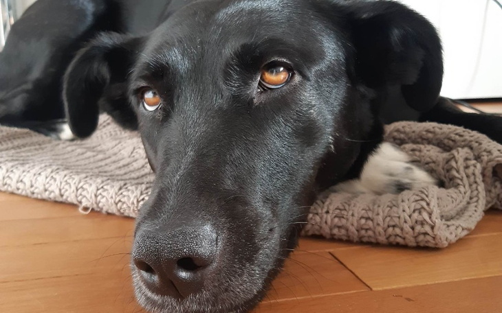 Zbiórka Opłata za hotelik Łapki - zdjęcie główne