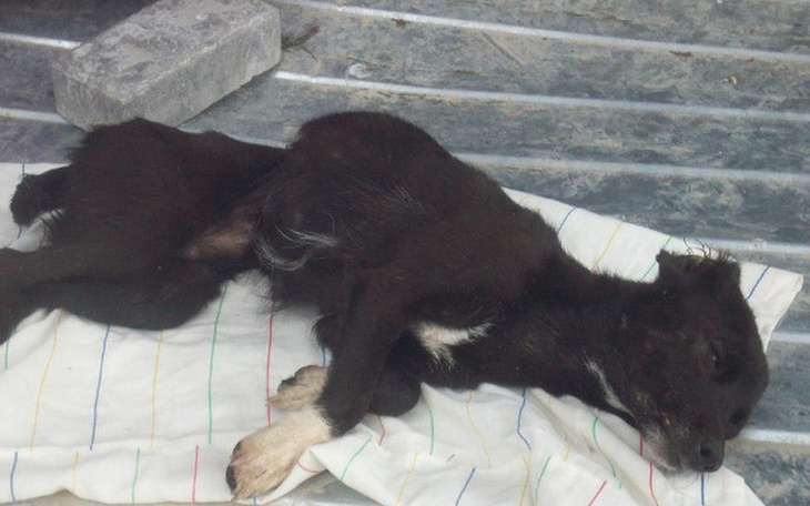 Zbiórka Twoja pomoc uratuje im życie - zdjęcie główne