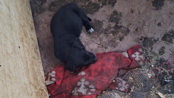 Zbiórka Życie dla Psiej Rodziny - miniaturka zdjęcia