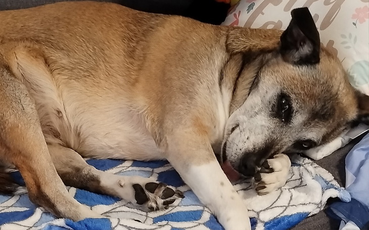 Zbiórka Zbiórka na leczenie Vengi - zdjęcie główne