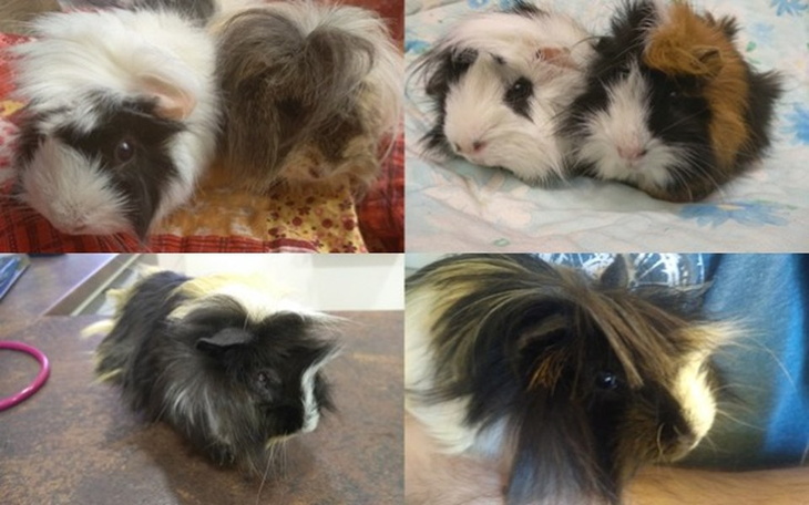 Zbiórka Świnki z Kawie na Ławie - zdjęcie główne