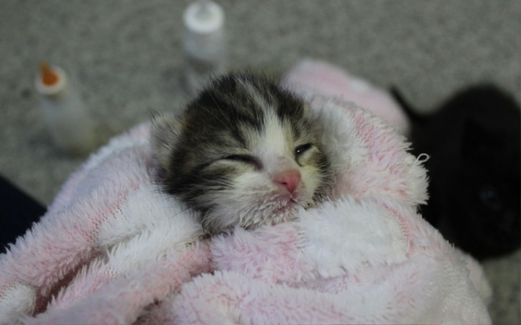 Zbiórka Zakup mleka dla kociąt. - zdjęcie główne