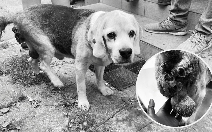 Beagle na schodach, z niepewnym spojrzeniem.