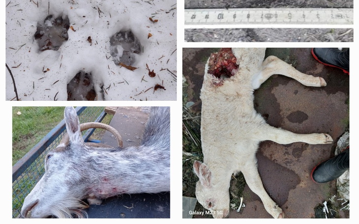 Ślady zwierząt na śniegu oraz martwe zwierzę.