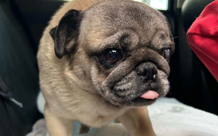 Pies rasy mops z wystającym językiem, patrzący w obiektyw.