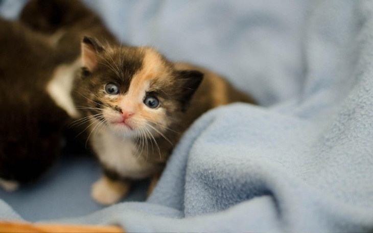 Zbiórka Puszka dla maluszka - zdjęcie główne