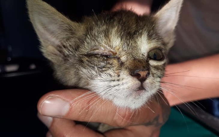 Zbiórka 8 nowych żyć - zdjęcie główne