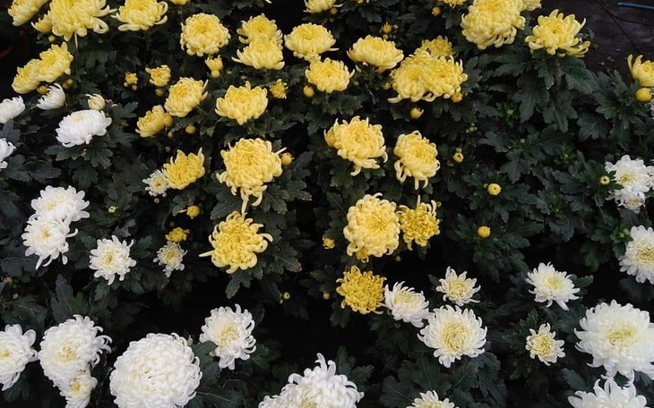 Zbiórka Na kwiaty i znicze - zdjęcie główne