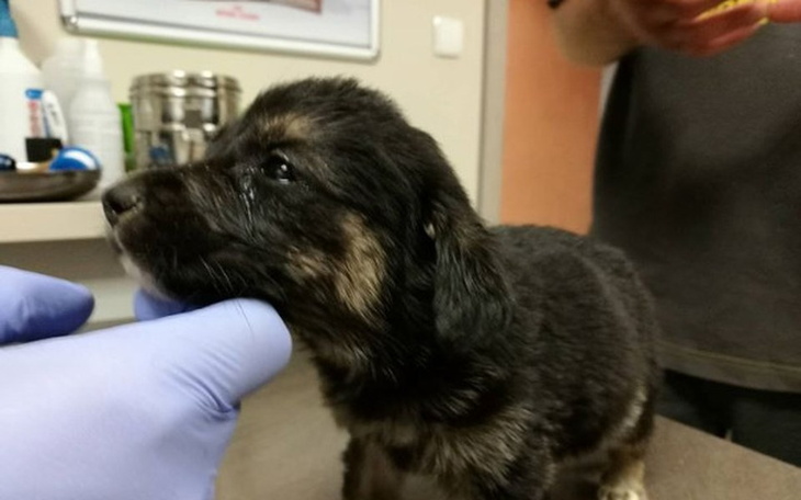 Zbiórka Serce matki i 10 jej szczeniąt - zdjęcie główne