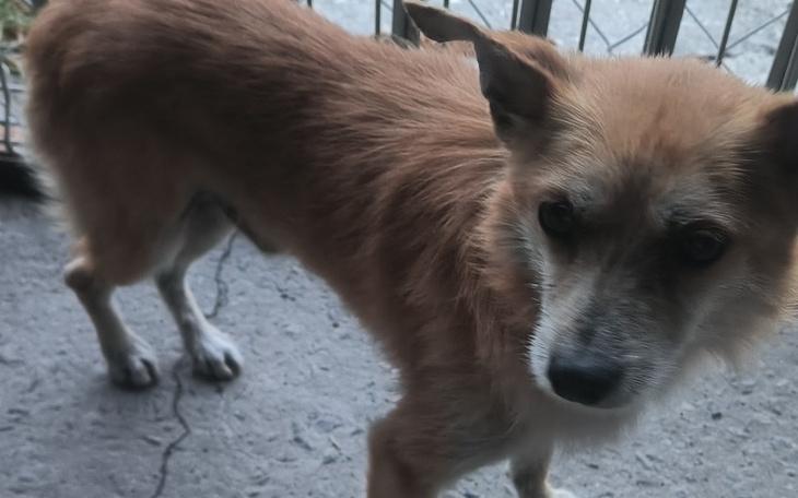 Zbiórka Zagłodzona porzucona malizna - zdjęcie główne