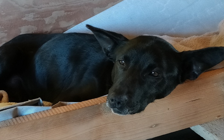 Zbiórka Abi, wyrzucona i chora sunia - zdjęcie główne