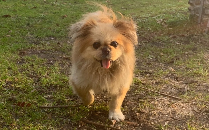 Zbiórka Puszek zbiera na leczenie - zdjęcie główne