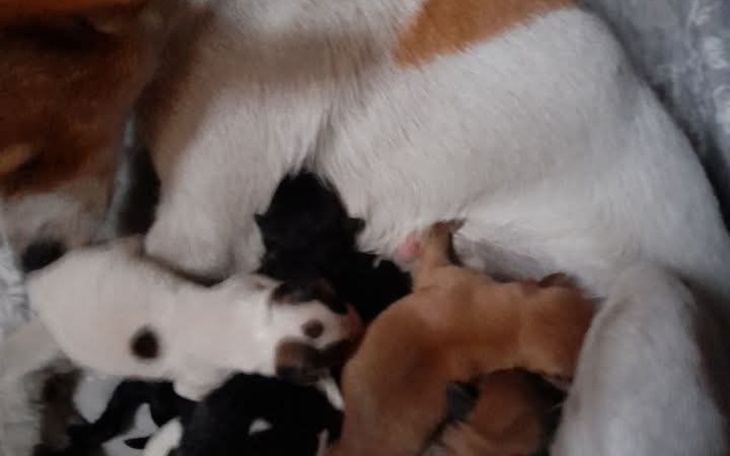Szczenięta karmione przez matkę w przytulnym otoczeniu.