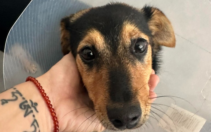 Zbiórka Na ratunek Wisieńce - zdjęcie główne