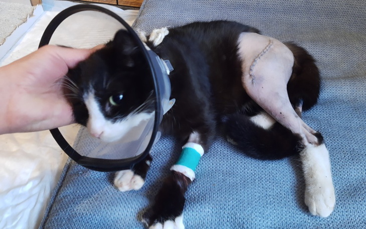 Zbiórka Leczenie bezdomnego kotka Nino - zdjęcie główne