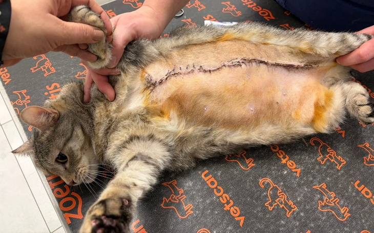 Kot po operacji, leżący na stole weterynaryjnym.