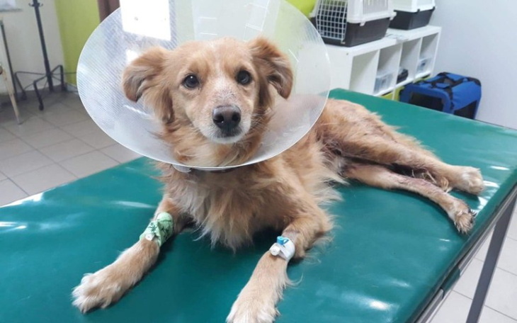 Zbiórka Amputacja łapki by żyć - zdjęcie główne