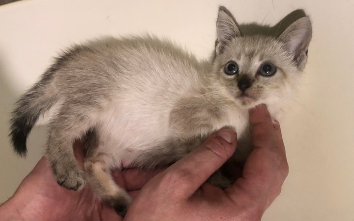 Mały kociak trzymany w rękach, z dużymi oczami.