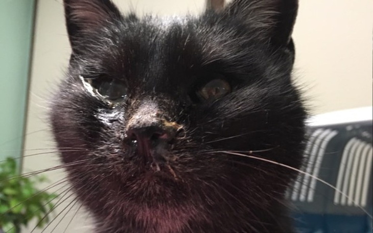 Zbiórka Umierała cichutko w zaspie ... 😞 - zdjęcie główne