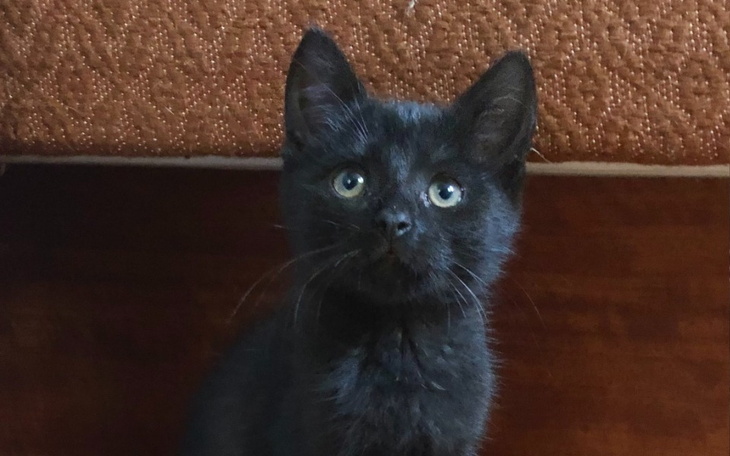 Zbiórka Małe nieszczęście. - zdjęcie główne