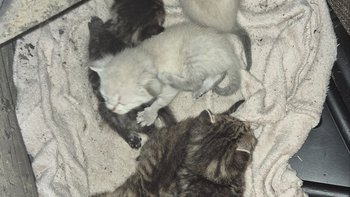 Zbiórka Mamusia z kosiarki - miniaturka zdjęcia