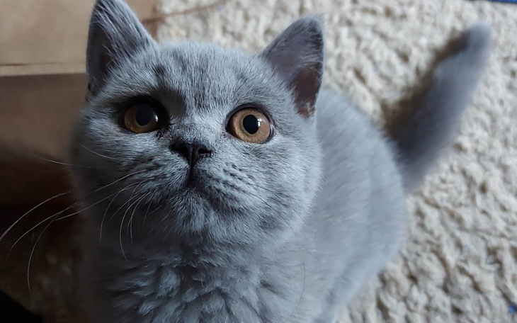 Zbiórka Wyleczmy kotka Ninio - zdjęcie główne