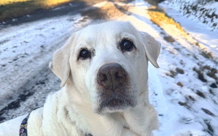 Biały pies patrzący w obiektyw na śnieżnej drodze.
