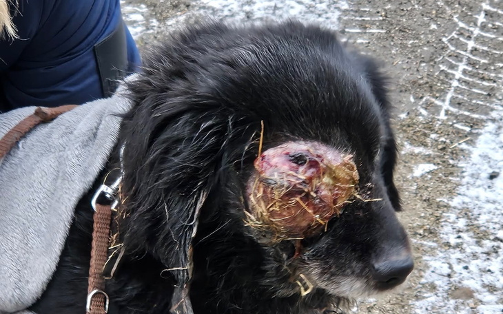 Pies z poważnym urazem głowy, potrzebujący pomocy.