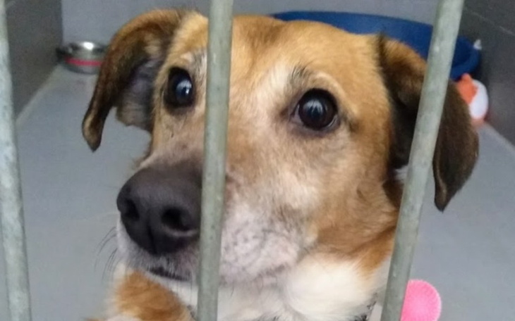 Zbiórka Pomoc Psom w Kielcach - zdjęcie główne