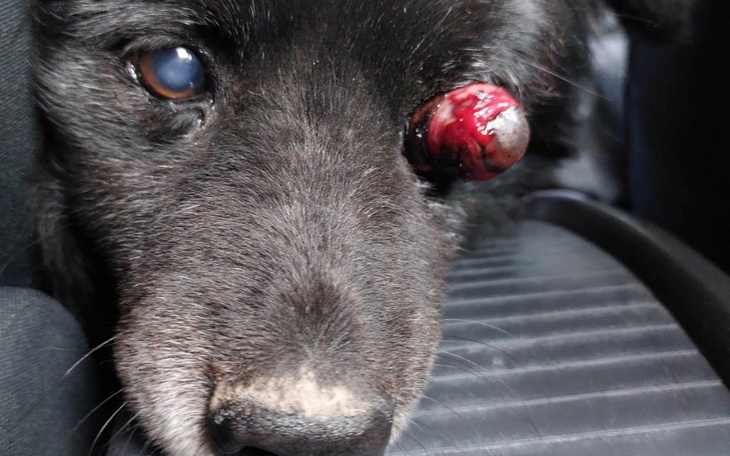 Zbiórka PUDDING po wypadku komunikacyjny - zdjęcie główne