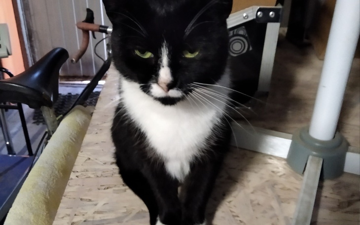 Zbiórka Pomóż Stefie walczyć z FIP - zdjęcie główne