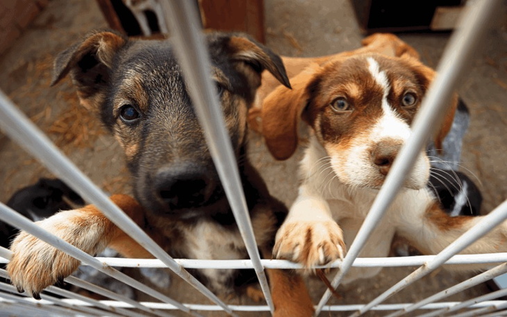 Zbiórka Schronisko Warszawa - zdjęcie główne