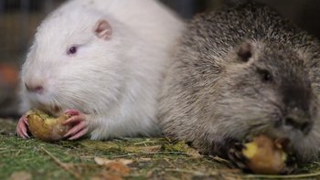 Zbiórka Nutriowisko - spiżarnia na luty - miniaturka zdjęcia