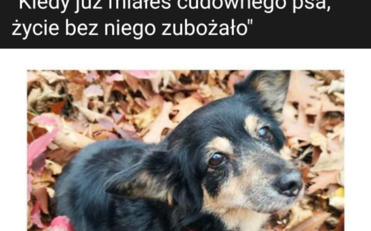 Zbiórka Opłacenie grobu ukochanego psa - zdjęcie główne