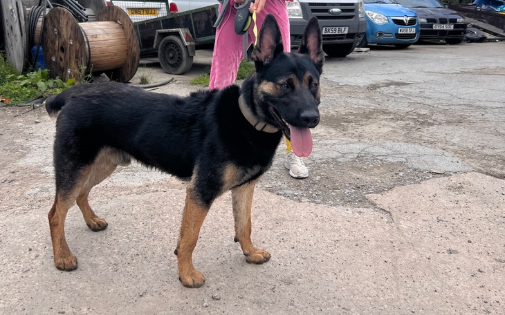 Pies rasy owczarek, uśmiechnięty i wesoły.