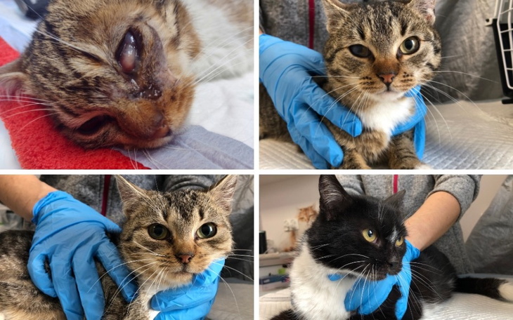 Koty w rękawiczkach weterynaryjnych, w trakcie badania.