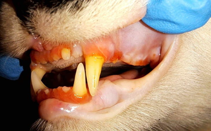 Zbiórka Krówek - żeby żyć bez bólu... - zdjęcie główne