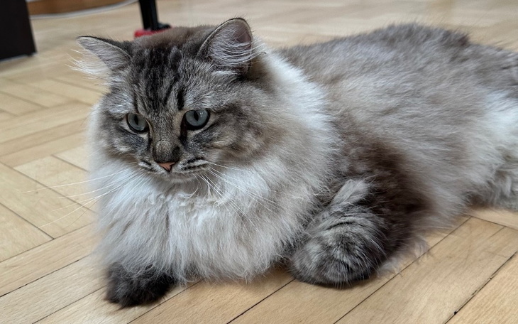 Zbiórka Pilna operacja koteczki - zdjęcie główne