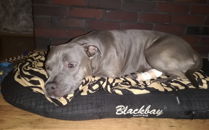 Zbiórka Wesprzyj Larę, prosimy - zdjęcie główne