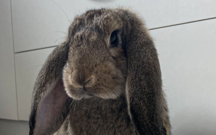 Królika z długimi uszami, patrzącego w obiektyw.